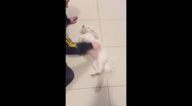 Cute puppy loves to lie down to get her belly scratched by her owner