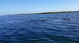 Grey Whale Mother & Calf