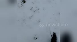 Newsflare Edit - Первый снег