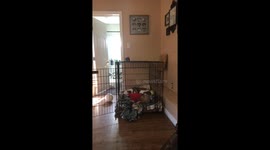 Baby playing with his pit bull