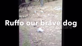 Ruffo our brave dog
