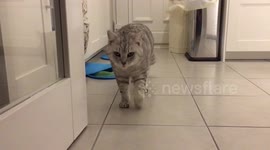 Cat uses mat to hide food bowl