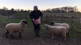 Sheep will do anything for treats