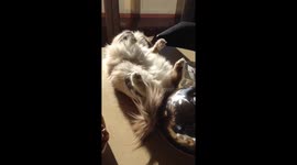 Cat sunbathing on the kitchen table