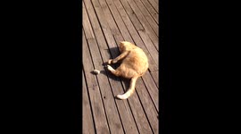 Lazy playful cat