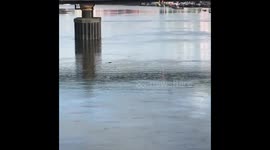 There’s a dolphin in the Thames! ???? @ThamesRIBExp @RSPCA_official https://t.co/9z25tmoQp2