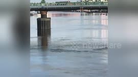 Thames 'dolphin' is actually a porpoise