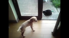 Labrador puppy first time meeting a cat