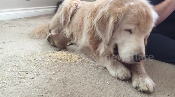 Baby prairie dog grooming a golden retriever