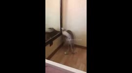 Akita tries to drip the floor in the house