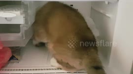 Akita in the freezer