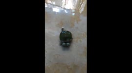 Rare two-headed turtle running across the ground