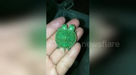 Rare two-headed turtle running across the ground in Thailand