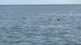 Numerous Dolphins Showing Me How Fishing is Done Early In The Morning