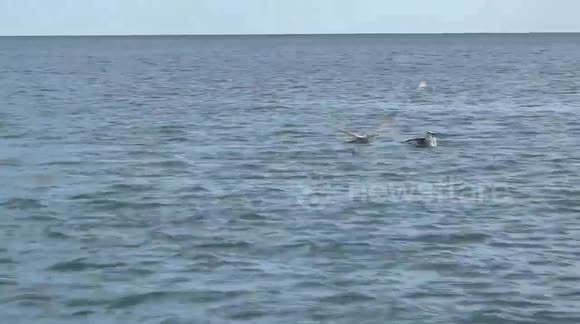 Numerous Dolphins Showing Me How Fishing is Done Early In The Morning