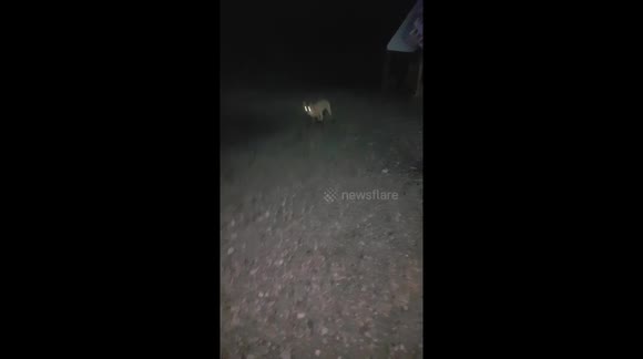 Wild fox eats out of man's hand