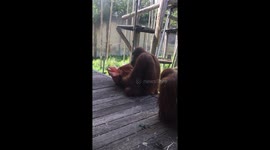 Monkey at Melbourne zoo