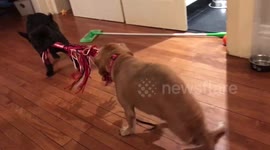 Pudge the paralyzed Puggle  playing tug-of-war with Barnie the Frenchie
