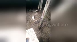 Two monitor lizards feast on dead python
