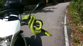 Jungle snake coils round motorbike handlebars