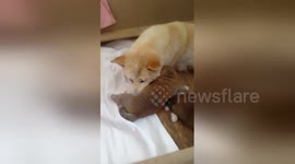 Newsflare Edit - 20160705 170749