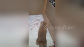 Newsflare Edit - Puppies akita inu.