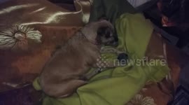 Pseudopregnancy (dog false pregnancy): dog thinks the ball is her puppy