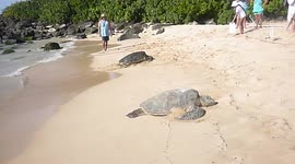 Two turtles sunbathing at North Shore Beach in Hawaii