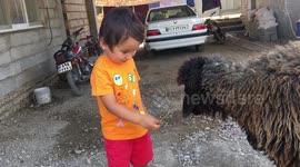 Little boy feeding sheep