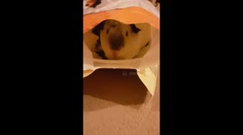 Lost Guinea Pig found in bag of food