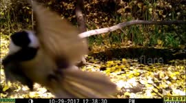 chickadee selfi 29Oct2017