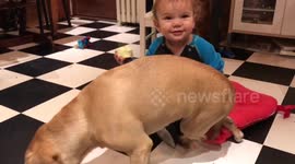 A day in the life of Pudge the Paralyzed Puggle