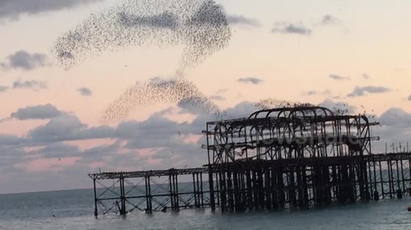 Starling murmuration swirling above Brighton's West Pier