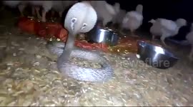 Poultry workers worship cobra that came to eat chickens