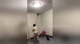 Woman screams in fright when lizard is knocked down from wall