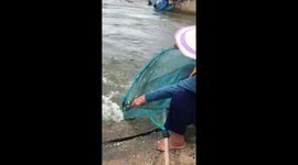 Fish are literally jumping into this woman's net