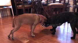 Pudge the paralysed puggle gets 'pug-induced rehab'