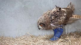 Adorable baby owl with a serious growth disorder has been given leg SPLINTS to help her walk