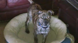 Rare Vietnamese Phu Quoc ridgeback dog, puppy training at ten weeks old