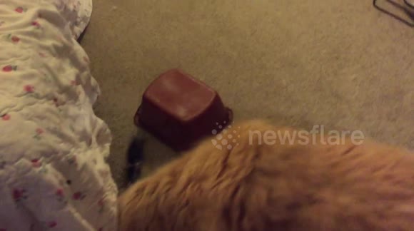 Hilarious baby prairie dog hiding under plastic container and moving it