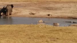 Elephants Charge Crocodiles in Zimbabwe