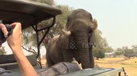 Elephant Joins Tourists on Safari for a Tea time Break !