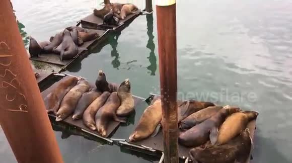 Sea Lions protesting at barking dog