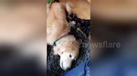 Newsflare Edit - Dog and cat staredown