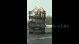 Motorist spots pigs mating on transport lorry