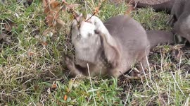 Prickly Business - Otter Versus Thorny Bush