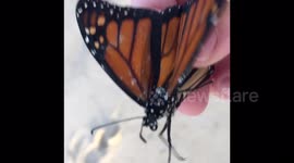 Saving a Butterfly