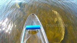 Stunning clip of wild dolphins swimming beneath see-through canoe