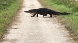 Huge alligator walks across the road in Florida
