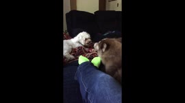 Little guy telling off the big guy!